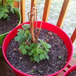 Raspberry in a planter.